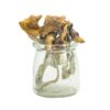 Mungus – Aztec Gods Magic Mushrooms (PREMIUM)